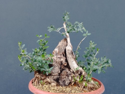 Bonsai olivastro foglie - bonsai,