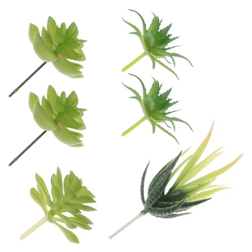 Pcs piccole succulente - piccole,