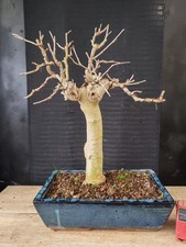 bonsai di gelso h 52 cm visita