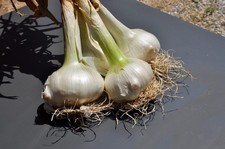 50 SEMI DI AGLIONE varietà di