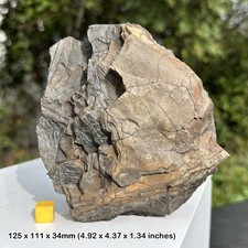 Genuine fossilised fossil