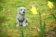 Figura Rottweiler Cucciolo Resistente Al Freddo Statua da Giardino Pietra Grande