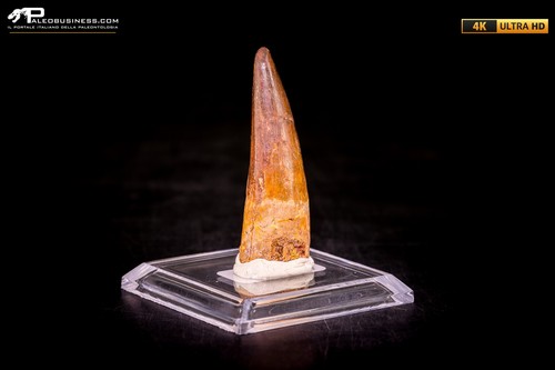Dente spinosaurus - dente,