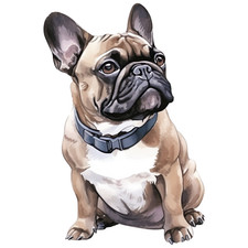 Bulldog francese cane auto