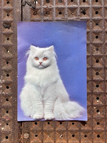 Poster gatto soffice stampa - gatto,