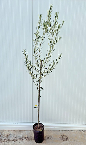 Piante di ulivo varietà - n.,