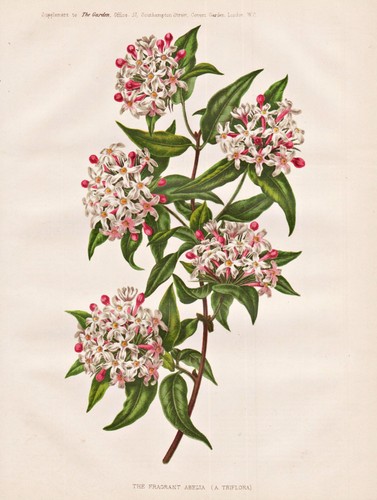 Abelia triflora abelie - abelia,