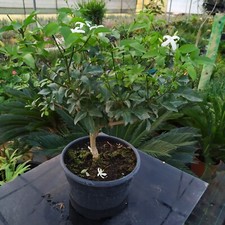 Gelsomino Bianco Super