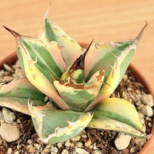 Agave titanota 'Snaggletooth'