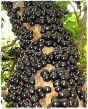 Pianta di MYRCIARIA Cauliflora  o JABUTICABA frutti tropicali foto reale