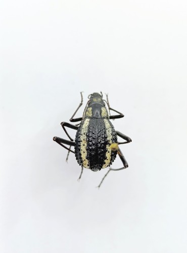 Entomology taxidermy - entomology,