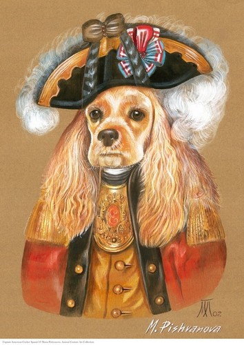 American cocker spaniel - american,