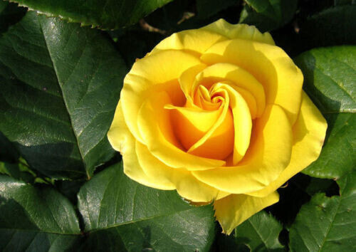 Semi rosa gialla - ,