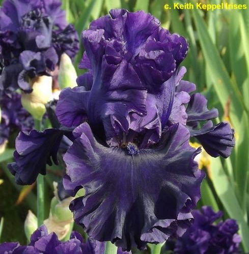 Iris adriatic noble - iris, noble'