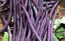 Fagiolo purple king fagioli - -,