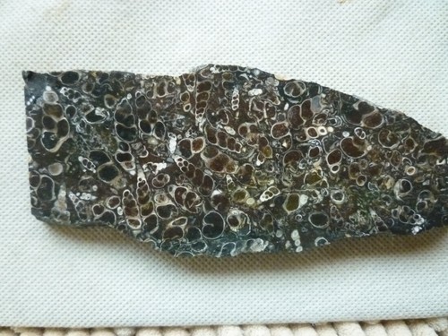 Turritella agata fossile - turritella,