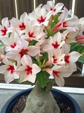 Rosa Del Desierto Adenium