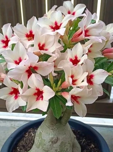 Rosa del desierto - desierto, adenium