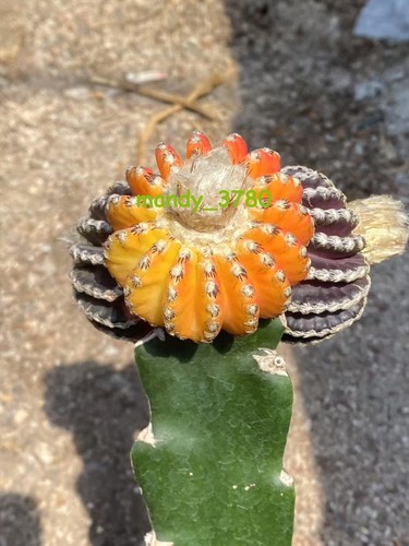 Multi teste discocactus - multi,