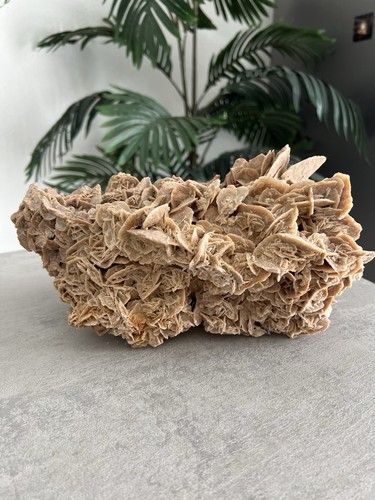 Rosa del deserto fiore - (fiore, di
