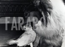 Foto vintage Regno Unito