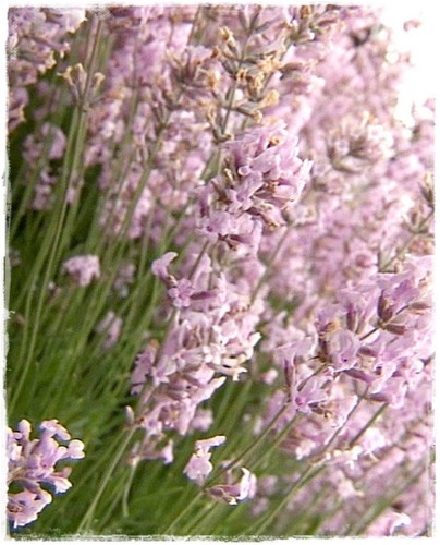 Pianta lavanda angustifolia - pianta,