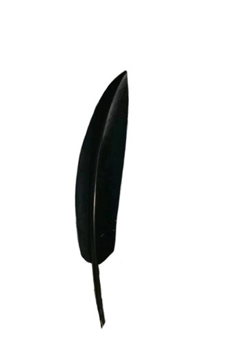 Penna nera naturale prima - di,