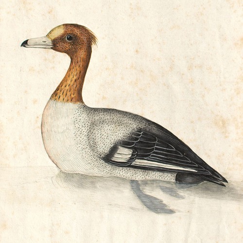 Zoologia anatra erpel pipa - anatra,