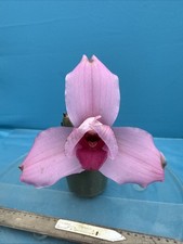 Lycaste Chita Sunset x Cita