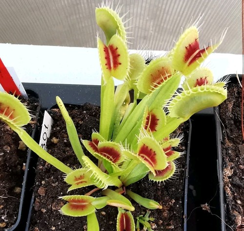 Dionaea muscipula red - "red, bull"