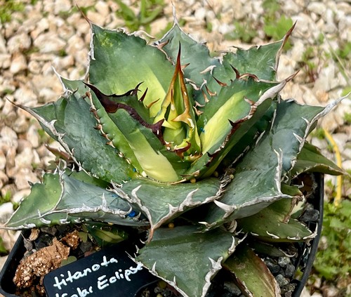 Agave titanota solar eclipse - agave,