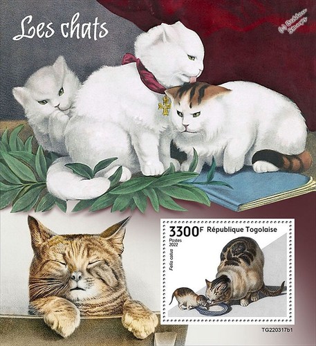 Gatti animali gatto - gatti,
