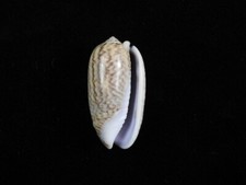 Sea shell Oliva mustelina