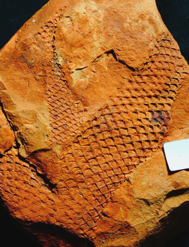 Bellissima pianta fossile