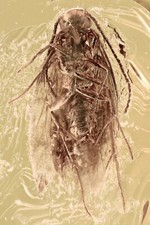 Grande falena lepidotteri