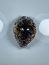 Cypraea tigris f - cypraea, 69,72