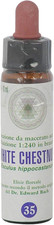 White chestnut 35 princeps - white,
