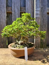 Japan Flowering Twin Trunk