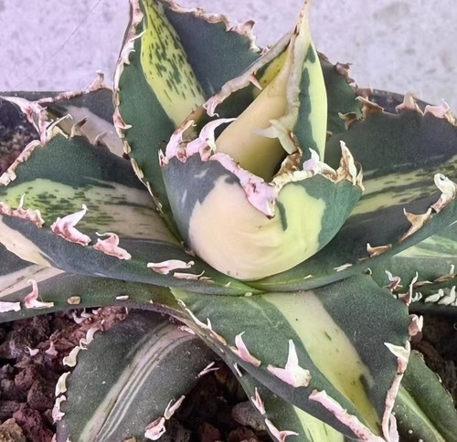 Agave titanota werewolf