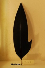 PENNA PER CAPPELLO ALPINO NERA CON RIMBECCO