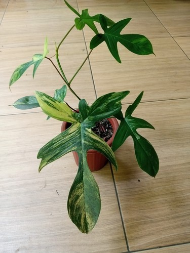 Philodendron florida beauty - philodendron,