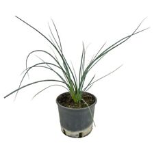YUCCA RED Hesperaloe Parviflora ROSSA a cespuglio h40cm vaso 16/18 cm FOTO REALE