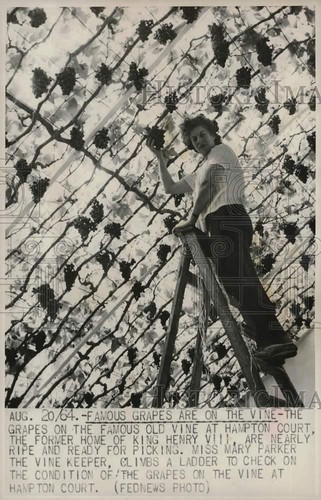 1964 stampa foto miss - 1964,