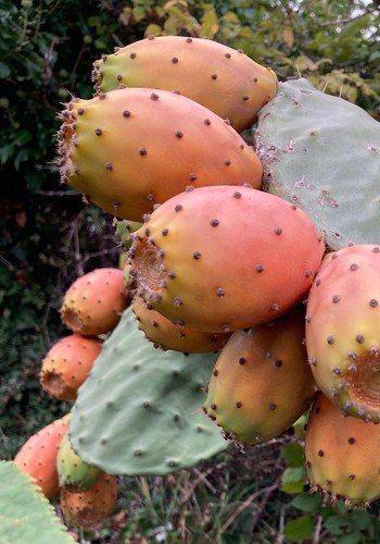 Fico india opuntia - d'india, pianta
