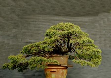 Bonsai di Abete rosso