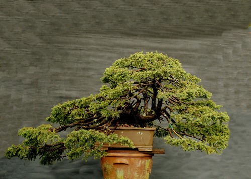 Bonsai abete rosso - di,