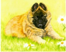 Pastore Belga Tervuren Edizione Limitata Puppy Art Print Dov'è la mamma? #13*