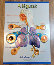 Illustrazione anatomica