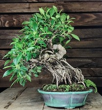 BONSAI FICUS Retusa Tiger Bark, 50 cm, 20 anni Chin. Feige Fico Bonsai Tropicale
