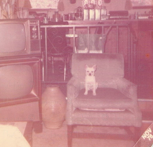 Foto vintage 1978 - foto, chihuahua